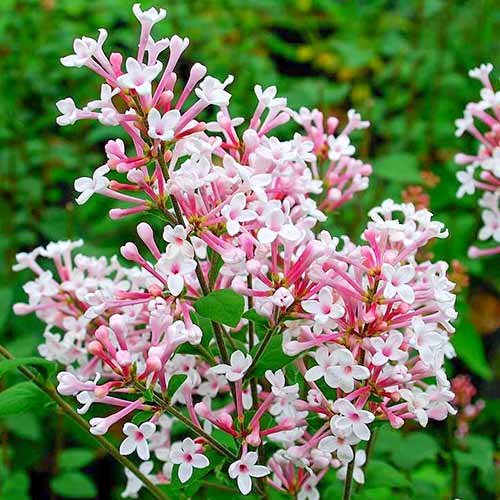 Šeřík Superba obrázek 1 artikel 4807