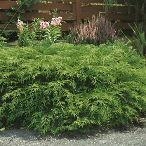 Sibiřská mikrobiota, C2 obrázek 1 artikel 7746