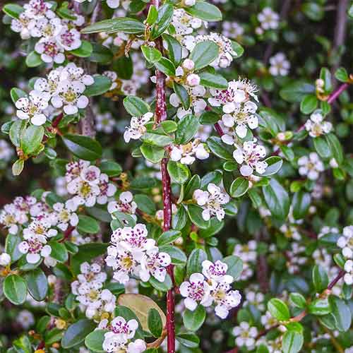 Skalník Queen of Carpets obrázek 1 artikel 4756