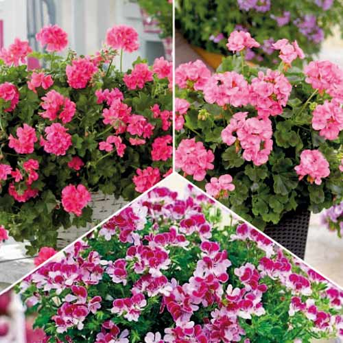 Skvělá nabídka! Kolekce pelargonií 3 odrůd obrázek 1 artikel 77818