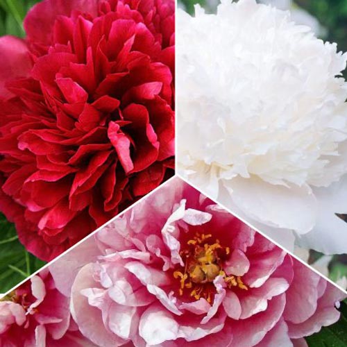 Skvělá nabídka! Kolekce pivoněk 3 odrůd artikel fotografie 1 Skvělá nabídka! Kolekce pivoněk 3 odrůd obrázek 1 artikel 77809