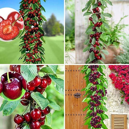 Skvělá nabídka! Sada sloupovitých třešní Royal, 4 stromy obrázek 1 artikel 1981