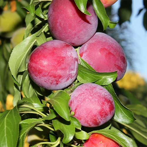 Slivoň (columnar) Red Lure obrázek 1 artikel 2022