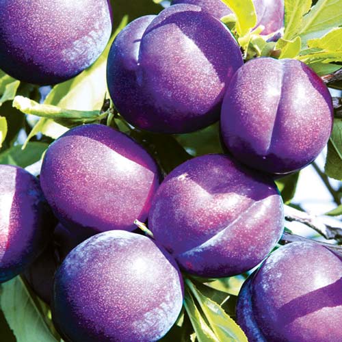 Slivoň Piky Loka obrázek 1 artikel 7960