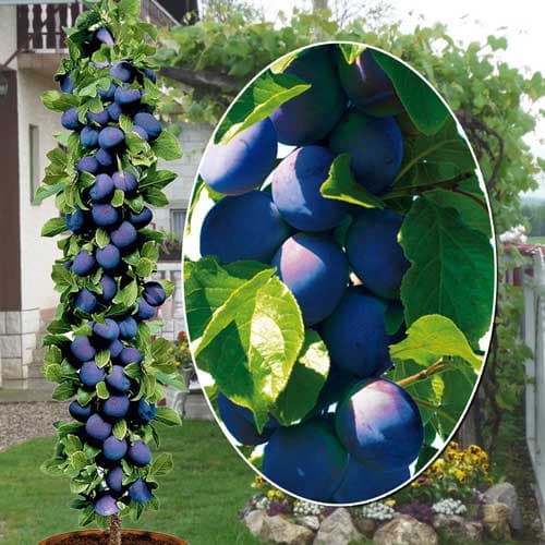 Slivoň sloupovitá Fruca, С2 obrázek 1 artikel 1945