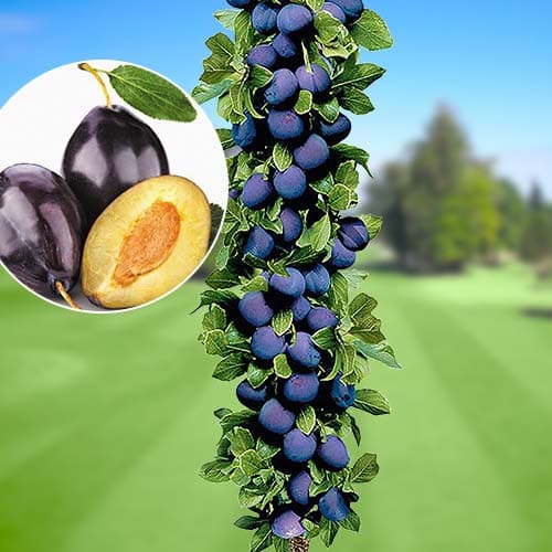 Slivoň sloupovitá Imperial, С2 obrázek 1 artikel 1917