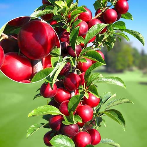 Slivoň sloupovitá Rubin, С2 obrázek 1 artikel 1919