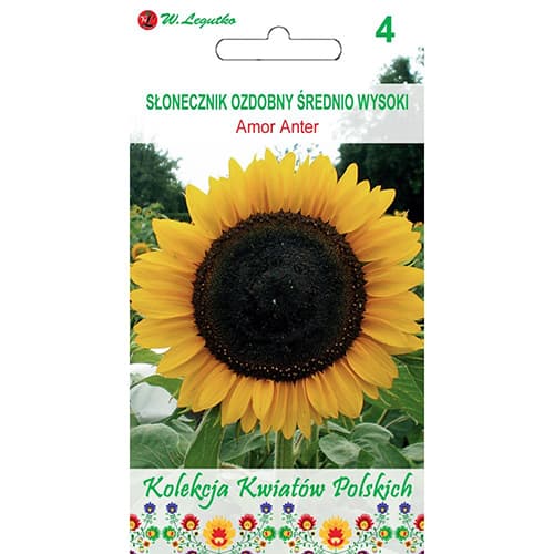 Slunečnice okrásná Amor Anter obrázek 1 artikel 86733