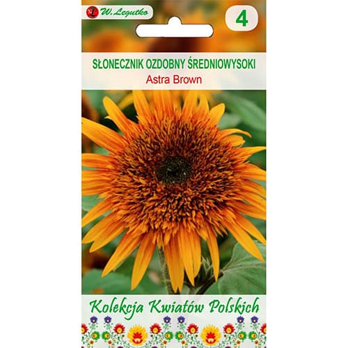 Slunečnice okrásná Astra Brown obrázek 1 artikel 96746
