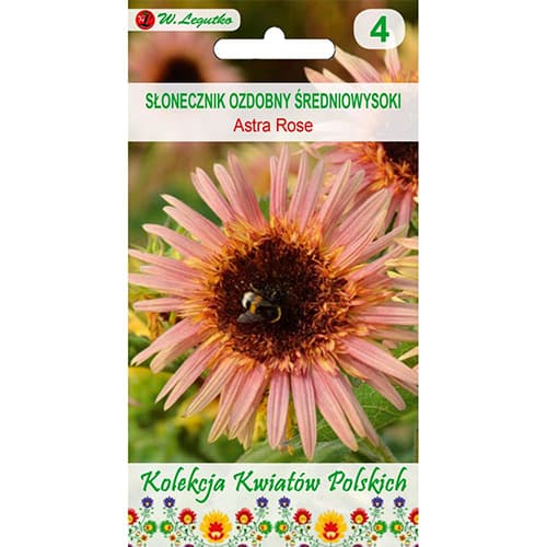 Slunečnice okrásná Astra Rose obrázek 1 artikel 96748