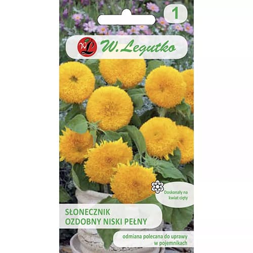 Slunečnice okrásná nízká Teddy Bear obrázek 1 artikel 69629