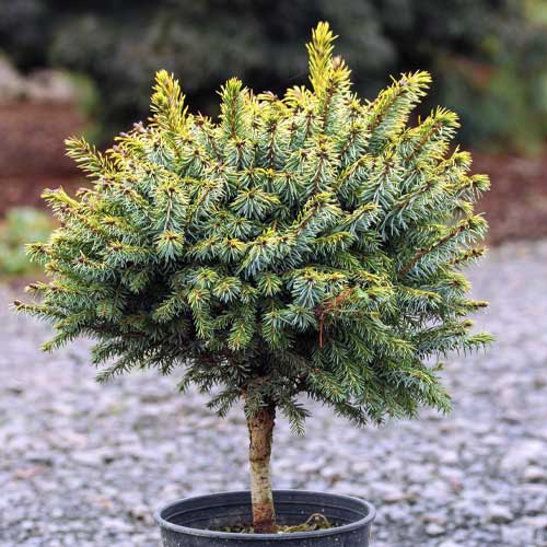 Smrk Peve Tijn, C5 artikel fotografie 1 Smrk Peve Tijn, C5 obrázek 1 artikel 8249