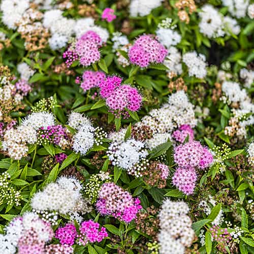 Spiraea japonica Genpei, С2 artikel fotografie 1 Spiraea japonica Genpei, С2 obrázek 1 artikel 8267