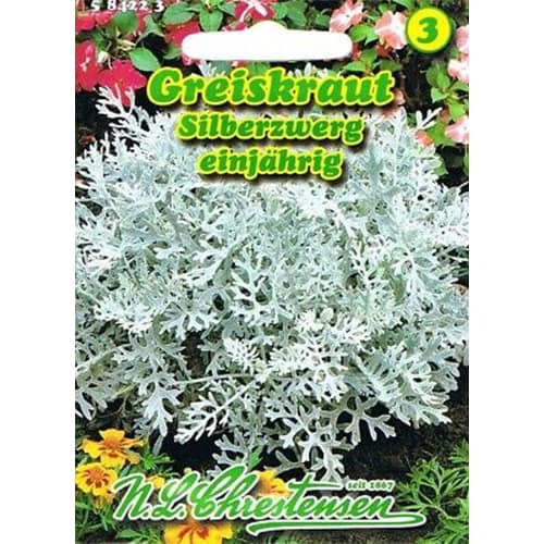 Starček stříbrný obrázek 1 artikel 87817