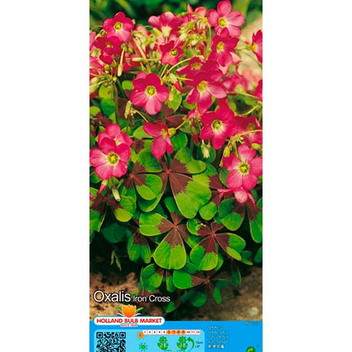 Šťavel (Oxalis) Iron Cross artikel fotografie 1 Šťavel (Oxalis) Iron Cross obrázek 1 artikel 76481