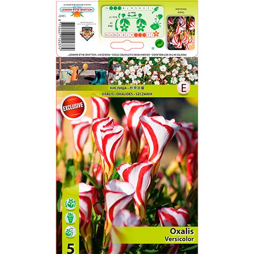 Šťavel Versicolor obrázek 1 artikel 67440