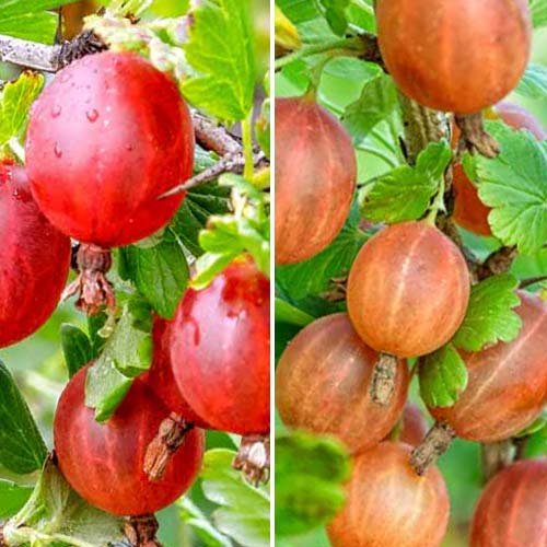 Super nabídka! Angrešt bez trnů, 2 sazenice obrázek 1 artikel 8042