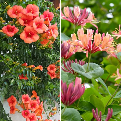 Super nabídka! Dekorativní liány, Sada 2 sazenice obrázek 1 artikel 4817