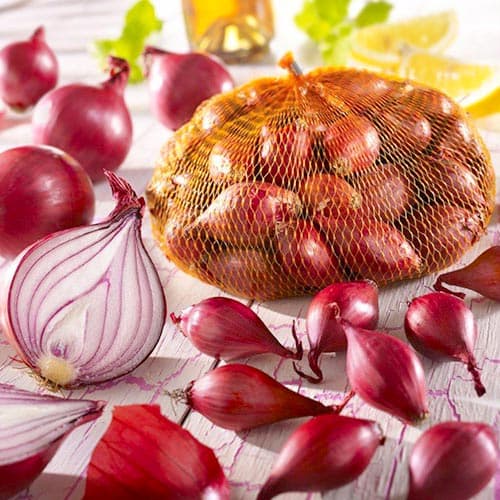 Super nabídka! Dvoubarevná hortenzie, sada 2 odrůd obrázek 1 artikel 76709