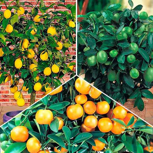 Super nabídka! Exotická směs ze 3 odrůd artikel fotografie 1 Super nabídka! Exotická směs ze 3 odrůd obrázek 1 artikel 76660