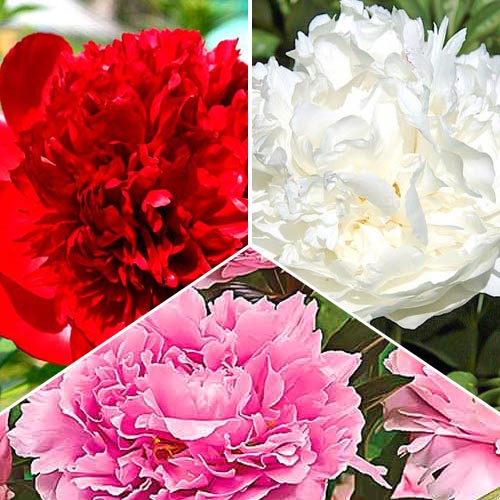 Super nabídka! Plnokvetá pivoňka, mix obrázek 1 artikel 76507