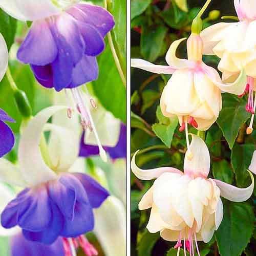 Super nabídka! Fuchsie, sada 2 odrůd artikel fotografie 1 Super nabídka! Fuchsie, sada 2 odrůd obrázek 1 artikel 76708