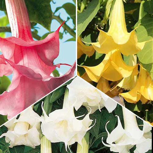 Super nabídka! Kolekce brugmansí Anděl z 3 odrůd obrázek 1 artikel 76658