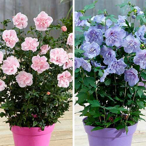 Super nabídka! Kolekce ibišků z 2 odrůd obrázek 1 artikel 76661