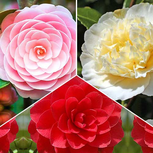 Super nabídka! Kolekce z kamélí z 3 odrůd obrázek 1 artikel 76659