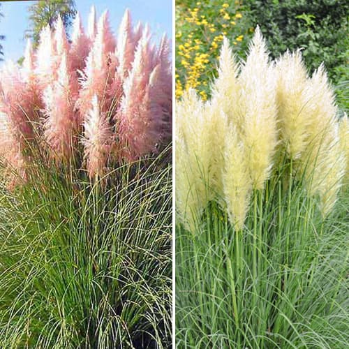 Super nabídka! Pampová tráva, Sada 2 sazenic obrázek 1 artikel 5448