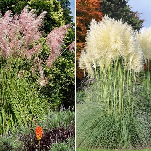 Super nabídka! Pampová tráva, Sada 2 sazenic obrázek 1 artikel 5420