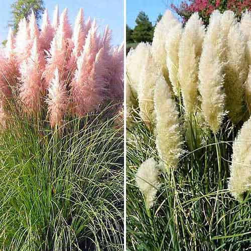 Super nabídka! Pampová tráva, směs barev  obrázek 1 artikel 76680