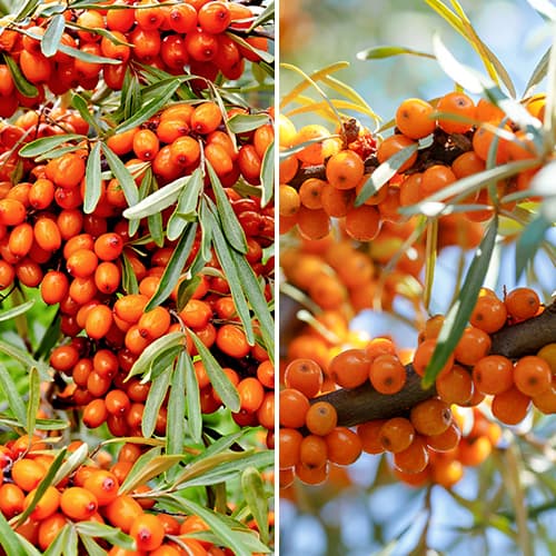 Super nabídka! Rakytník řešetlákový - 2 sazenice obrázek 1 artikel 5860