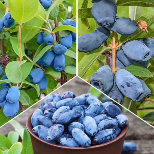 Super nabídka! Sada 3 sazenic zimolezu artikel fotografie 1 Super nabídka! Sada 3 sazenic zimolezu obrázek 1 artikel 1589