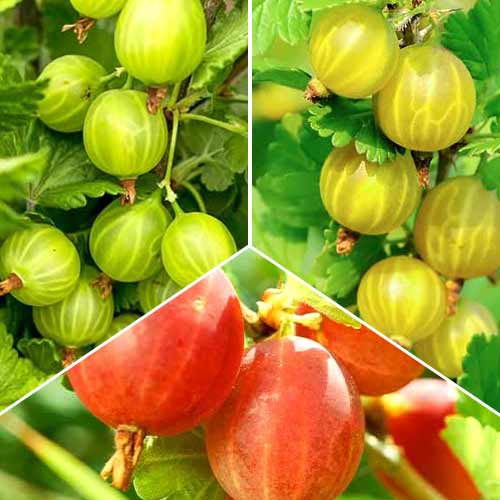 Super nabídka! Sada Angreštové trio, 3 sazenice obrázek 1 artikel 5846