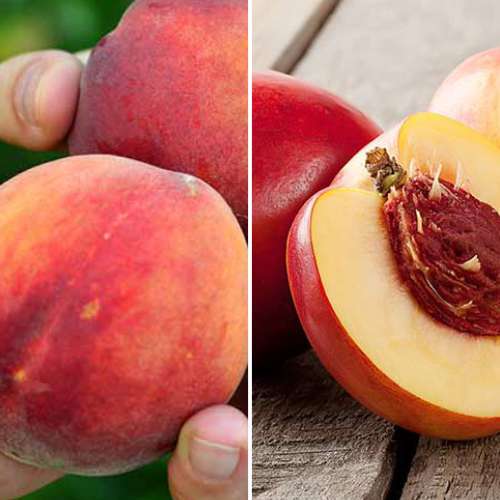 Super nabídka! Sada Bohatá úroda, 2 sazenice obrázek 1 artikel 4877