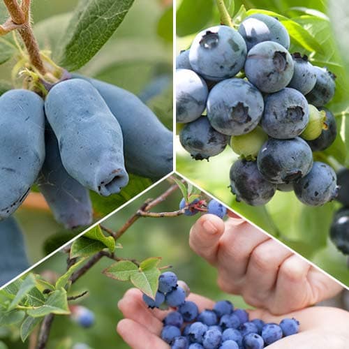 Super nabídka! Sada Lahodné ovoce - 3 sazenice artikel fotografie 1 Super nabídka! Sada Lahodné ovoce - 3 sazenice obrázek 1 artikel 9338