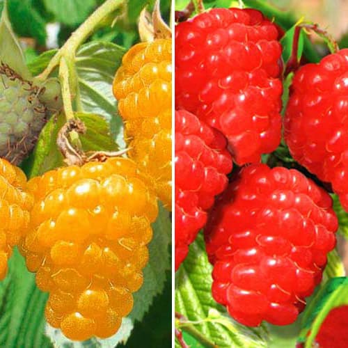 Super nabídka! Sada Exotická malina, 2 sazenice obrázek 1 artikel 7586