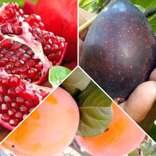 Super nabídka! Sada Exotické ovoce, 3 sazenice obrázek 1 artikel 4878