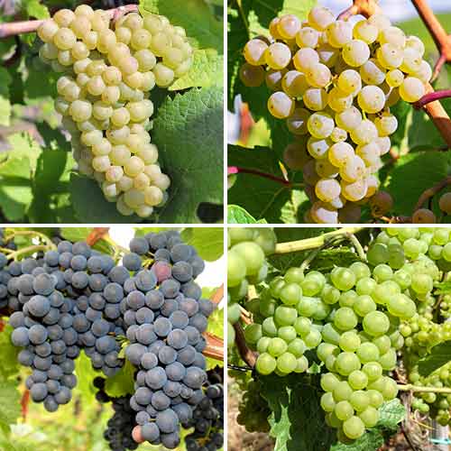 Super nabídka! Sada Hroznové pokušení, 4 sazenice obrázek 1 artikel 4904