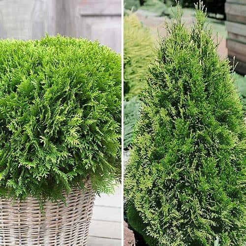 Super nabídka! Sada jehličnanů Jehličnatý duet z 2 sazenic obrázek 1 artikel 9468