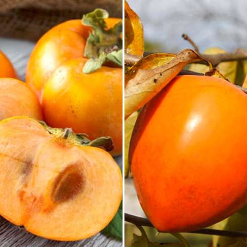 Super nabídka! Sada Kaki (Tomel japonský), 2 sazenice obrázek 1 artikel 4881