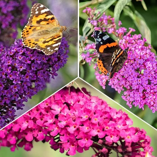 Super nabídka! Sada Komule Davidova - 3 sazenice obrázek 1 artikel 2032