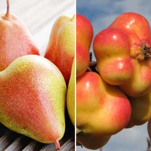 Super nabídka! Sada Lahodné ovoce, 2 sazenice obrázek 1 artikel 4875