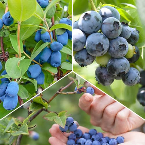 Super nabídka! Sada Lahodné ovoce - 3 sazenice obrázek 1 artikel 1588