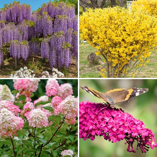 Super nabídka! Sada Letní kolekce - 4 sazenice artikel fotografie 1 Super nabídka! Sada Letní kolekce - 4 sazenice obrázek 1 artikel 9674