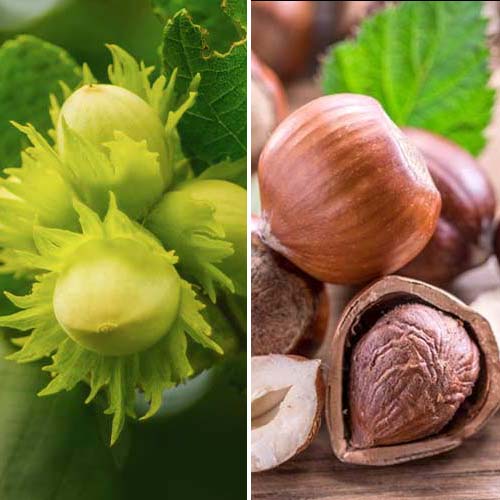 Super nabídka! Sada lískových oříšků, 2 sazenice obrázek 1 artikel 5675