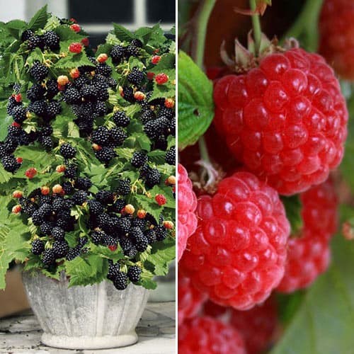 Super nabídka! Sada Malina a ostružina, 2 sazenice artikel fotografie 1 Super nabídka! Sada Malina a ostružina, 2 sazenice obrázek 1 artikel 4918