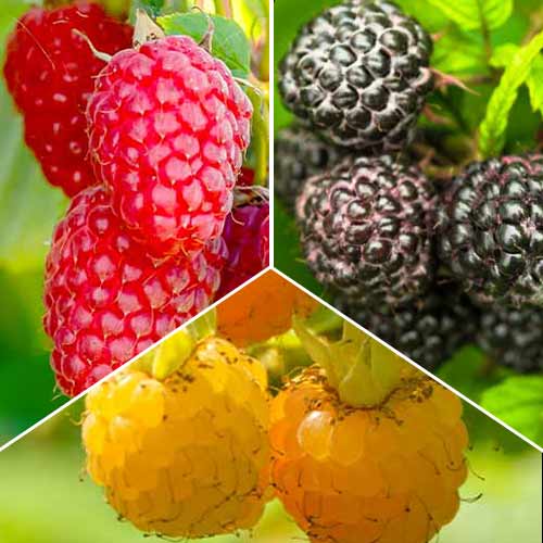 Super nabídka! Sada Malinové trio, 3 sazenice obrázek 1 artikel 8041