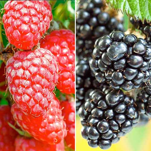 Super nabídka! Sada Malinový a ostružinový duet, 2 sazenice obrázek 1 artikel 7643